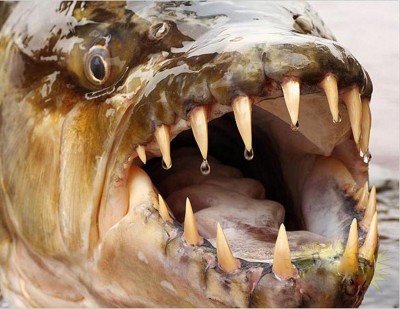 Рыба, которая ест крокодилов. Реально ли это?